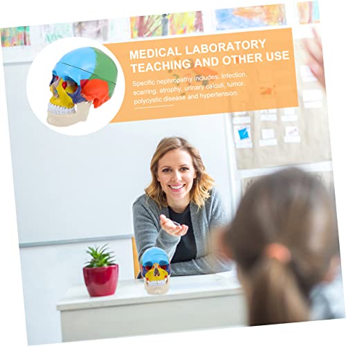 Cabilock Anatomisches Menschliches Schädelmodell Farbig Lehrmodell mit Abnehmbarem Design Realistisches Medizinisches Kopfmodell für Schüler Lehrer und Medizinische Ausbildung von Cabilock