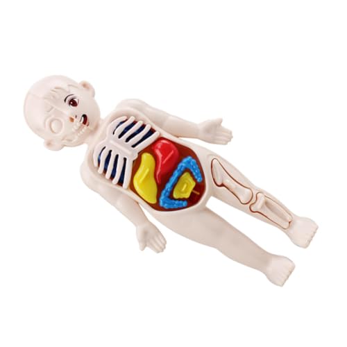 Cabilock Anatomisches Modell Menschliches Organ Puzzle Lernspielzeug DIY Zerlegbares Körper Puzzle Pädagogisches Kognitives für Frühe Bildung und Unterricht von Cabilock