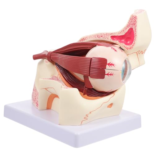 Cabilock Anatomisches Modell Vergrößert aus Stabilem für Medizinische Ausbildung zur Demonstration Augapfelstruktur Pathologischer Veränderungen Cabilock Anatomisches Modell Vergrößert aus Stabilem für Medizinische Ausbildung zur Demonstration Augapfelstruktur Pathologischer Veränderungen von Cabilock