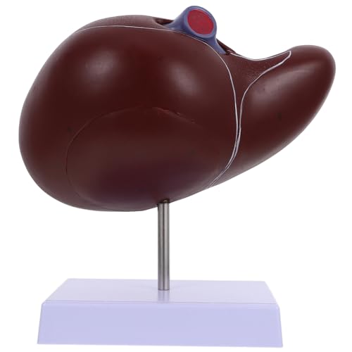 Cabilock Anatomisches Modell der Leber Lebermodell Gallenblasenmodell Leberanatomiemodell Modell der Leberanatomie Schulanzeige menschliche Leber Lehre Modell der menschlichen Leber Plastik von Cabilock