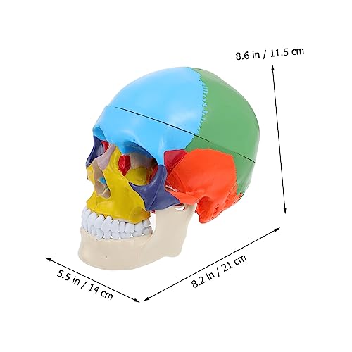 Cabilock Anatomisches Schädelmodell aus Farbig Markiert Realistische Nachbildung Pädagogisch für Schul und Medizinausbildung Menschlicher Kopf für Anatomieunterricht Zerlegbares Lehrmodell von Cabilock