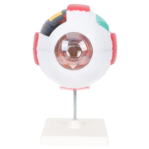 Cabilock Augenmodell Augapfel-Anatomie-Modell Lehrmodell menschliches auge modell wissenschaftliches Augapfelmodell Augapfel und Augenhöhle anatomisches Modell Anatomie des Augapfels PVC Cabilock Augenmodell Augapfel-Anatomie-Modell Lehrmodell menschliches auge modell wissenschaftliches Augapfelmodell Augapfel und Augenhöhle anatomisches Modell Anatomie des Augapfels PVC von Cabilock