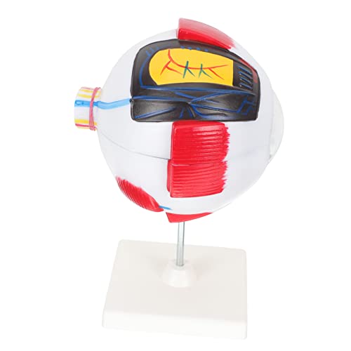 Cabilock Augenmodell Augapfel Lehrmodell Medizinische Lehrstütze Menschliches Auge Modell Anatomie -modelle Die Augen Sind Die Anatomie Für Anatomiemodell Menschliches Modell Pvc Cabilock Augenmodell Augapfel Lehrmodell Medizinische Lehrstütze Menschliches Auge Modell Anatomie -modelle Die Augen Sind Die Anatomie Für Anatomiemodell Menschliches Modell Pvc von Cabilock