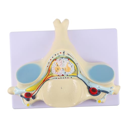 Cabilock Cervical Spine Model aus Anatomisches Lehrmodell Fünften Halswirbel für Unterricht Einfach zu Montieren zu Demontieren Robust Zuverlässig Hilfsmittel für Studien Cabilock Cervical Spine Model aus Anatomisches Lehrmodell Fünften Halswirbel für Unterricht Einfach zu Montieren zu Demontieren Robust Zuverlässig Hilfsmittel für Studien von Cabilock
