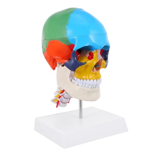 Cabilock Farbiges Schädelmodell schaufensterpuppe Schädel-Lehrmodell medizinisches anatomisches Schädelmodell Anatomie des Schädelmodells abnehmbares Schädelmodell Anatomie -Modelle PVC Cabilock Farbiges Schädelmodell schaufensterpuppe Schädel-Lehrmodell medizinisches anatomisches Schädelmodell Anatomie des Schädelmodells abnehmbares Schädelmodell Anatomie -Modelle PVC von Cabilock