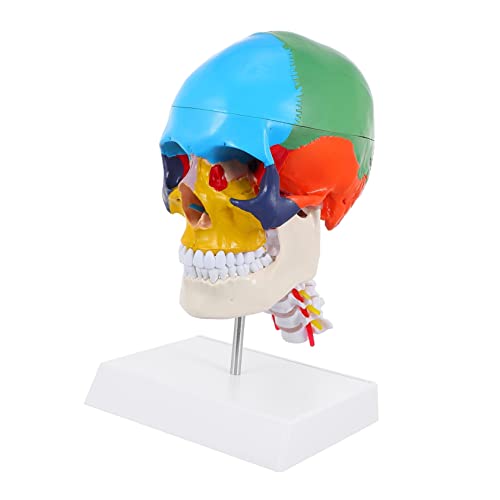 Cabilock Farbiges Schädelmodell schaufensterpuppe medizinisches anatomisches Schädelmodell abnehmbares Schädelmodell Anatomie des Schädelmodells Kopfmodell des menschlichen Schädels PVC Cabilock Farbiges Schädelmodell schaufensterpuppe medizinisches anatomisches Schädelmodell abnehmbares Schädelmodell Anatomie des Schädelmodells Kopfmodell des menschlichen Schädels PVC von Cabilock