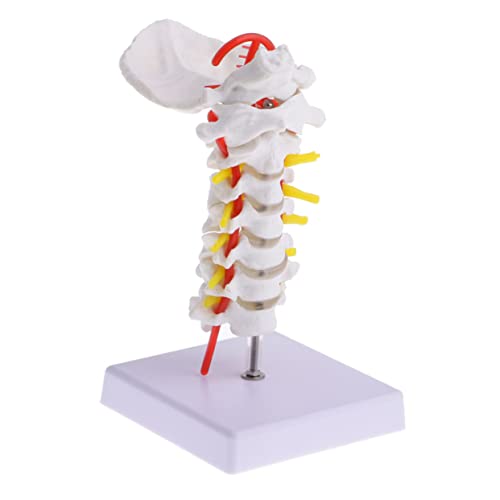 Cabilock Flexibles Detailliertes Cervical Spine Modell mit Carotis und Intervertebral Simulation Medizinisches Lehrmodell für Ärzte Studenten und Eleganter Displayhalterung von Cabilock