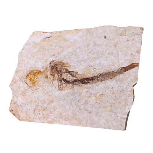 Cabilock Fossile Versteinerte Fischprobe Paläontologie Lehrmittel und Desktop Ornament für Bildung Sammlung und Dekoration Sicheres Langlebiges Resin Specimen für und von Cabilock