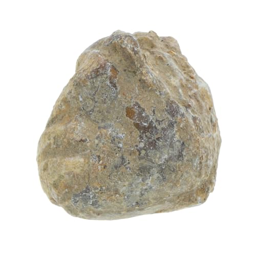 Cabilock Fossiles Exemplar Für Paläontologie von Cabilock