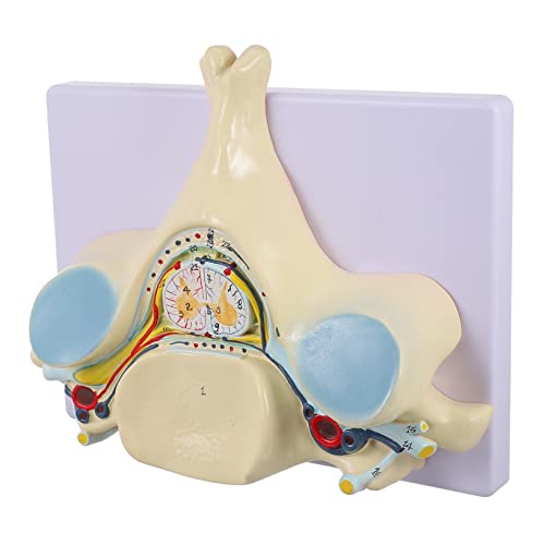 Cabilock Fünftes Halswirbelmodell Anatomisches Modell Halswirbelsäule Detaillierte Darstellung für Lehrzwecke Hochwertiges Leicht Benutzerfreundlich von Cabilock
