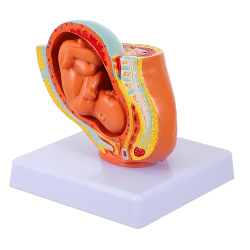 Cabilock Full Term Uterine Fetus Modell PVC Monats Embryo Lehrmittel Frauen Schwangerschaft Training Cabilock Full Term Uterine Fetus Modell PVC Monats Embryo Lehrmittel Frauen Schwangerschaft Training von Cabilock