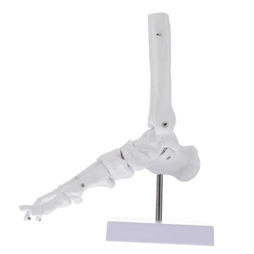 Cabilock Fußgelenk Modell Aus Anatomisches Sprunggelenk Modell Für Lehrzwecke Vollständig Mit Drehbarem Sockel Für Klassenzimmer Medizinische Cabilock Fußgelenk Modell Aus Anatomisches Sprunggelenk Modell Für Lehrzwecke Vollständig Mit Drehbarem Sockel Für Klassenzimmer Medizinische von Cabilock
