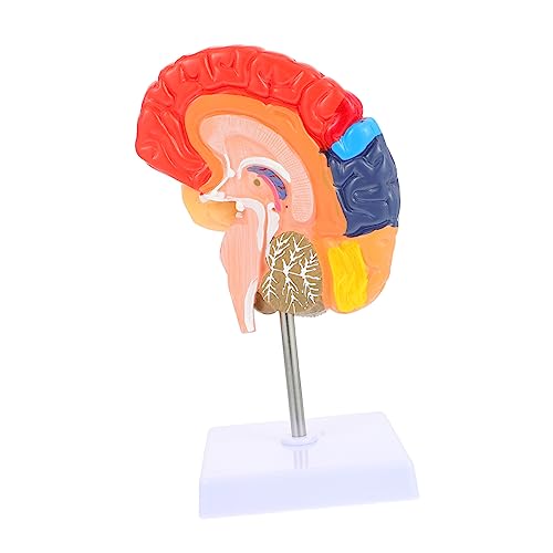Cabilock Gehirnlehrmodell Halbes Gehirnmodell Lebendiges Modell Des Menschlichen Gehirns Gehirnmodell Für Den Unterricht Display-modell Des Gehirns Gehirnmodell Lehren Pvc von Cabilock