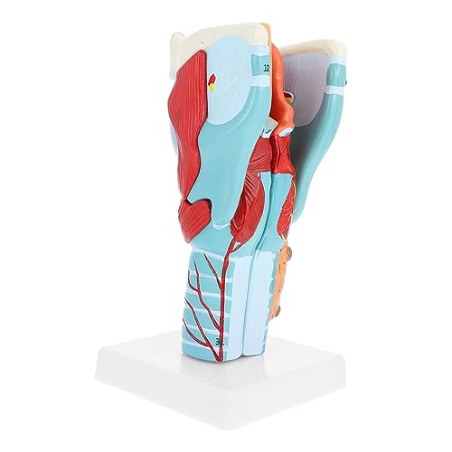 Cabilock Halsmodell anatomischer Apparat Modell des menschlichen Halses Modell der Halsanatomie PVC Cabilock Halsmodell anatomischer Apparat Modell des menschlichen Halses Modell der Halsanatomie PVC von Cabilock