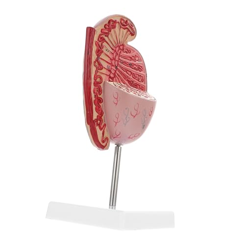 Cabilock Hodenmodell Modell Zur Vergrößerung Menschlicher Organe Anatomiemodell Anatomie Des Menschlichen Körpers Lehrform Organmodelle Modell Der Menschlichen Anatomie Cabilock Hodenmodell Modell Zur Vergrößerung Menschlicher Organe Anatomiemodell Anatomie Des Menschlichen Körpers Lehrform Organmodelle Modell Der Menschlichen Anatomie von Cabilock