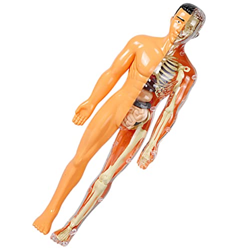 Cabilock Human Body Modell Skelett Lernspielzeug für Schule Zuhause Kit Leichtes Kunststoff Pädagogisch Interaktiv von Cabilock