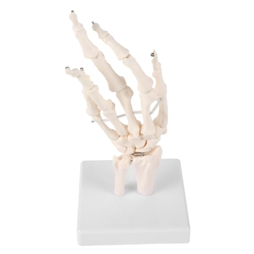 Cabilock Human Hand Skeleton Model Anatomisches Modell für Medizinische Lehre Realistisches Handgelenk Skelett Langlebige Materialien für Unterricht Schulungen Cabilock Human Hand Skeleton Model Anatomisches Modell für Medizinische Lehre Realistisches Handgelenk Skelett Langlebige Materialien für Unterricht Schulungen von Cabilock