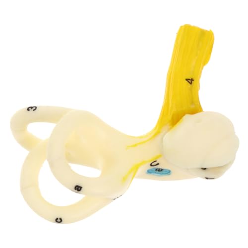 Cabilock Humanohr Anatomisches Modell Halbkreiskanal Für Schulunterricht Ohrformstrukturmodell Zur Anschaulichen Darstellung Des Innenohrs Lehrmittel Cabilock Humanohr Anatomisches Modell Halbkreiskanal Für Schulunterricht Ohrformstrukturmodell Zur Anschaulichen Darstellung Des Innenohrs Lehrmittel von Cabilock