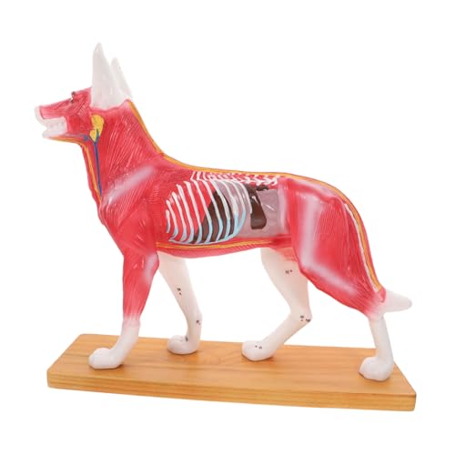 Cabilock Hund Anatomisches Modell für Ausbildung Training Schulungswerkzeug zur Des Hundekörpers mit Detaillierter Darstellung Leuchtenden für Lehrzwecke Laborausstattung Cabilock Hund Anatomisches Modell für Ausbildung Training Schulungswerkzeug zur Des Hundekörpers mit Detaillierter Darstellung Leuchtenden für Lehrzwecke Laborausstattung von Cabilock