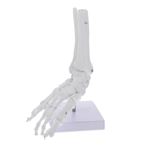 Cabilock Knöchelmodell Menschliches Skelett Menschliches Knöchelgelenkmodell Knochenmodell Anatomisches Fußmodell Menschliches Körpermodell Für Kinder Wissenschaftliches Fußskelett von Cabilock