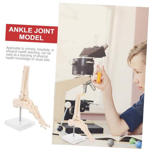 Cabilock Lebensgroßes Menschliches Fußknochenmodell aus PVC Anatomisches Bewegliches Fußgelenk Skelett für Medizinische Ausbildung Klassenzimmer Visualisierung der Fußstruktur Cabilock Lebensgroßes Menschliches Fußknochenmodell aus PVC Anatomisches Bewegliches Fußgelenk Skelett für Medizinische Ausbildung Klassenzimmer Visualisierung der Fußstruktur von Cabilock