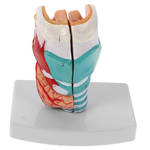 Cabilock Anatomisches Halsmodell Für Medizinische Ausbildung Detaillierte Kehlkopfstruktur Realistische Materialtextur Kompakt Und Langlebig von Cabilock