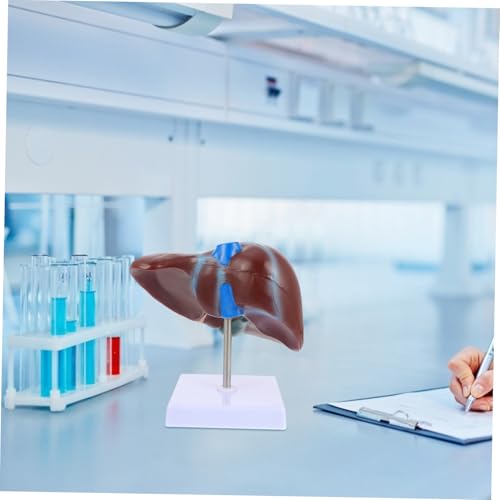 Cabilock Medizinisches Menschliches Lebermodell mit Basis Anatomisches Lehrmodell für Physiologie Realistische Darstellung für Studium Schule Universität und Gesundheitsausbildung Cabilock Medizinisches Menschliches Lebermodell mit Basis Anatomisches Lehrmodell für Physiologie Realistische Darstellung für Studium Schule Universität und Gesundheitsausbildung von Cabilock