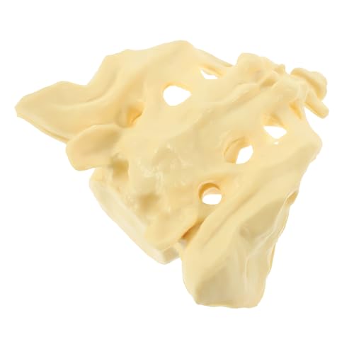 Cabilock Menschliches Kreuzbeinmodell aus Langlebigem PVC Anatomisches Skelettmodell mit Natürlicher Waschbar und Tragbar Geeignet für Medizinstudenten und Gesundheitsberufe Cabilock Menschliches Kreuzbeinmodell aus Langlebigem PVC Anatomisches Skelettmodell mit Natürlicher Waschbar und Tragbar Geeignet für Medizinstudenten und Gesundheitsberufe von Cabilock