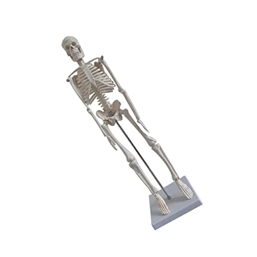 Cabilock Menschliches Skelettmodell Simulationsskelettmodell Wissenschaftliches Skelettmodell Skelette Simulation Knochenmodell Anatomiemodell Anatomisches Skelett Figur Wirbel Pvc Weiß von Cabilock