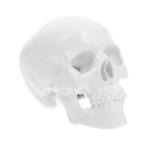 Cabilock Mini Anatomisches Schädelmodell Abnehmbarer Menschlicher Schädel Für Halloween Dekoration Realistisches Design Für Bildung Studienzwecke von Cabilock