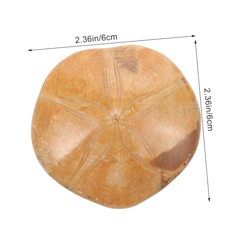 Cabilock Natürlicher Sea Star Präparat für Unterricht und Wohnkultur Leicht Handlich Sicheres Lernspielzeug und Dekoratives Exemplar für Schule und Zuhause von Cabilock