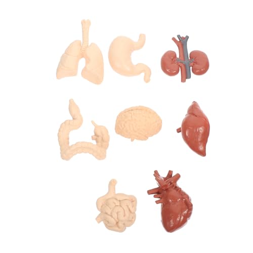 Cabilock Organmodell Teiliges Anatomisches Lehrmittel aus Robustem Material Pädagogisches Modell für Medizin und Physiologieunterricht Anschauliches Lernspielzeug für Schule und Zuhause von Cabilock