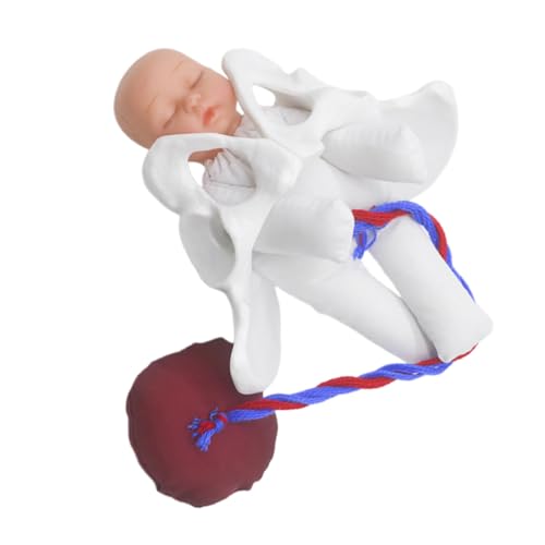 Cabilock Realistisches Beckenmodell Geburtssimulator mit Fötus Nabelschnur Plazenta Midwifery Training Pädagogisches Lernmodell für Geburtsmechanik und Pränatale Ausbildung von Cabilock