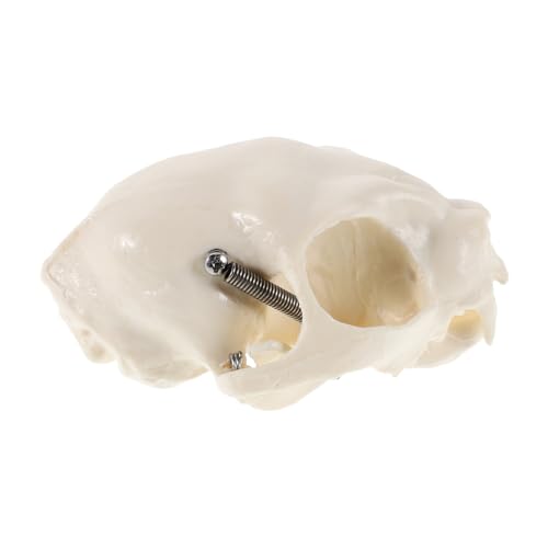 Cabilock Realistisches Katzenkopf Skelettmodell Anatomisches Modell für Unterricht Halloween Dekoration als Lehrmittel für Sammler Langlebige Konstruktion für Tieranatomie Dekorationszwecke von Cabilock