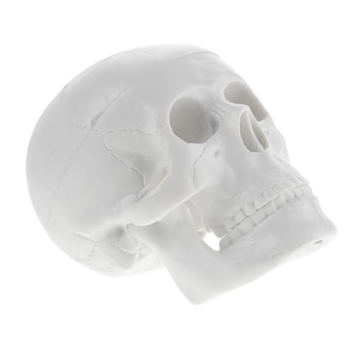 Cabilock Realistisches Mini schädelmodell aus Robustem PVC Anatomisches Kopfmodell für Medizinstudenten und Halloween deko Detailgetreues Menschliches Schädelornament für Unterricht und Cabilock Realistisches Mini schädelmodell aus Robustem PVC Anatomisches Kopfmodell für Medizinstudenten und Halloween deko Detailgetreues Menschliches Schädelornament für Unterricht und von Cabilock