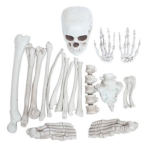 Cabilock Realistisches Teiliges Skelett Knochen Set Beweglichem Schädelmodell Gruselige Halloween Deko für Zuhause Party und Spukhaus für Horror Atmosphäre und Escape Rooms Cabilock Realistisches Teiliges Skelett Knochen Set Beweglichem Schädelmodell Gruselige Halloween Deko für Zuhause Party und Spukhaus für Horror Atmosphäre und Escape Rooms von Cabilock