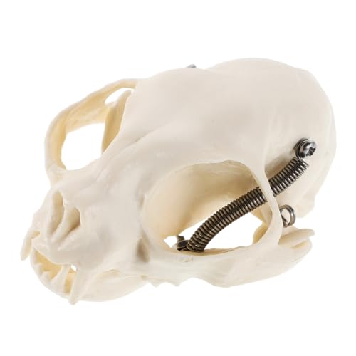 Cabilock Schädel Modell Anatomisches Katzen Skelett für Lehrzwecke Halloween Dekoration Tier Skelett Darstellung für Unterricht Kreative Projekte von Cabilock