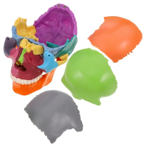 Cabilock Schädelmodell Anatomie Und Physiologie Lernhilfen Schädel Requisite Schädel Skulptur Gehirnmodell Anatomisches Modell Der Kopfstruktur Organmodelle Schädelanatomie von Cabilock