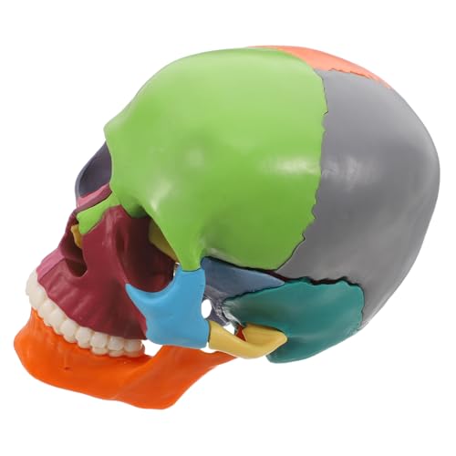 Cabilock Schädelmodell Schädelsmodell Anatomiemodell medizinische Modelle plastisches Modell Kopf Modell Schädel-Anatomie- Schädelkopf für Anatomie Wissenschaftliche Lehrhilfen Plastik von Cabilock