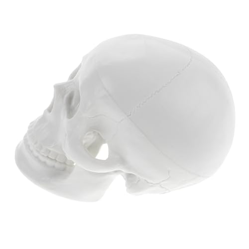 Cabilock Schädelmodell klein Halloween Dekoration Mini anatomisch simulierter Schädel künstliche Schädelverzierung -Modell- Modell der Schädelanatomie PVC Weiß Cabilock Schädelmodell klein Halloween Dekoration Mini anatomisch simulierter Schädel künstliche Schädelverzierung -Modell- Modell der Schädelanatomie PVC Weiß von Cabilock