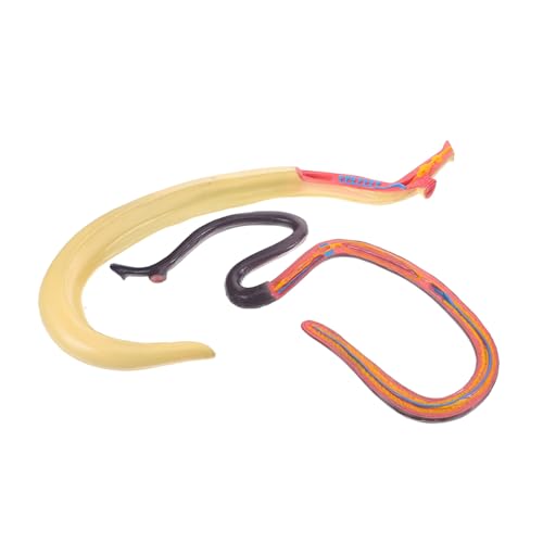 Cabilock Schistosomie Model Teaching Aid Kognitives Tierlernstütze Pädagogisches Lernspielzeug Tieranatomisches Modell Schistosoma-modell Lehrhilfe Plastik von Cabilock