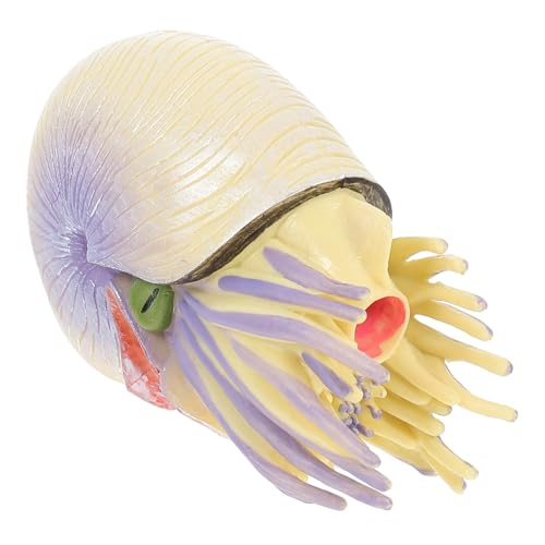 Cabilock Simuliertes Nautilus Realistische Nautilus Figur für Pädagogisches Kognitiven Fähigkeiten Kreative Dekoration für Zuhause und Schreibtisch für Kleine Cabilock Simuliertes Nautilus Realistische Nautilus Figur für Pädagogisches Kognitiven Fähigkeiten Kreative Dekoration für Zuhause und Schreibtisch für Kleine von Cabilock
