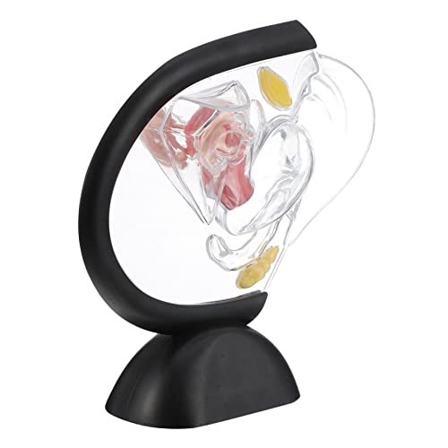 Cabilock Transparentes Uterusmodell aus Hochwertigem PVC Medizinisches Weibliches Fortpflanzungsorgan Anschauliches Lehrmodell für und Ausbildung Sichtbare Uteruswandstruktur für von Cabilock