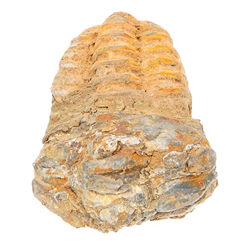 Cabilock Trilobiten- Trilobiten-Exemplar Trilobiten-Schwanzschmuck Dekorationsstudent Unterricht Trilobiten-Modell Trilobit-Probe Trilobitfigur Stein Cabilock Trilobiten- Trilobiten-Exemplar Trilobiten-Schwanzschmuck Dekorationsstudent Unterricht Trilobiten-Modell Trilobit-Probe Trilobitfigur Stein von Cabilock