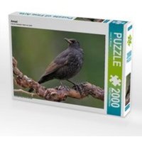 Amsel (Puzzle) von xxx