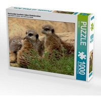 Aneinander kuscheln lieben Erdmännchen (Puzzle) von Calvendo Puzzle