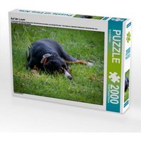 Auf der Lauer (Puzzle) von Calvendo Puzzle