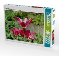 Aufgeblüht (Puzzle) von Calvendo Puzzle
