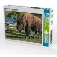 Bison im Yellowstone Nat'l Park (Puzzle) von Calvendo