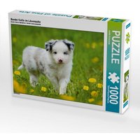 Border Collie im Löwenzahn (Puzzle) von Calvendo Puzzle